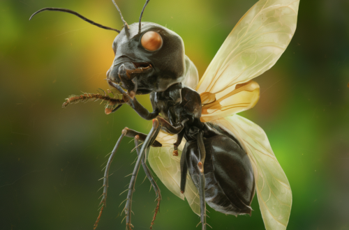 Termite That Look-Alike Bugs